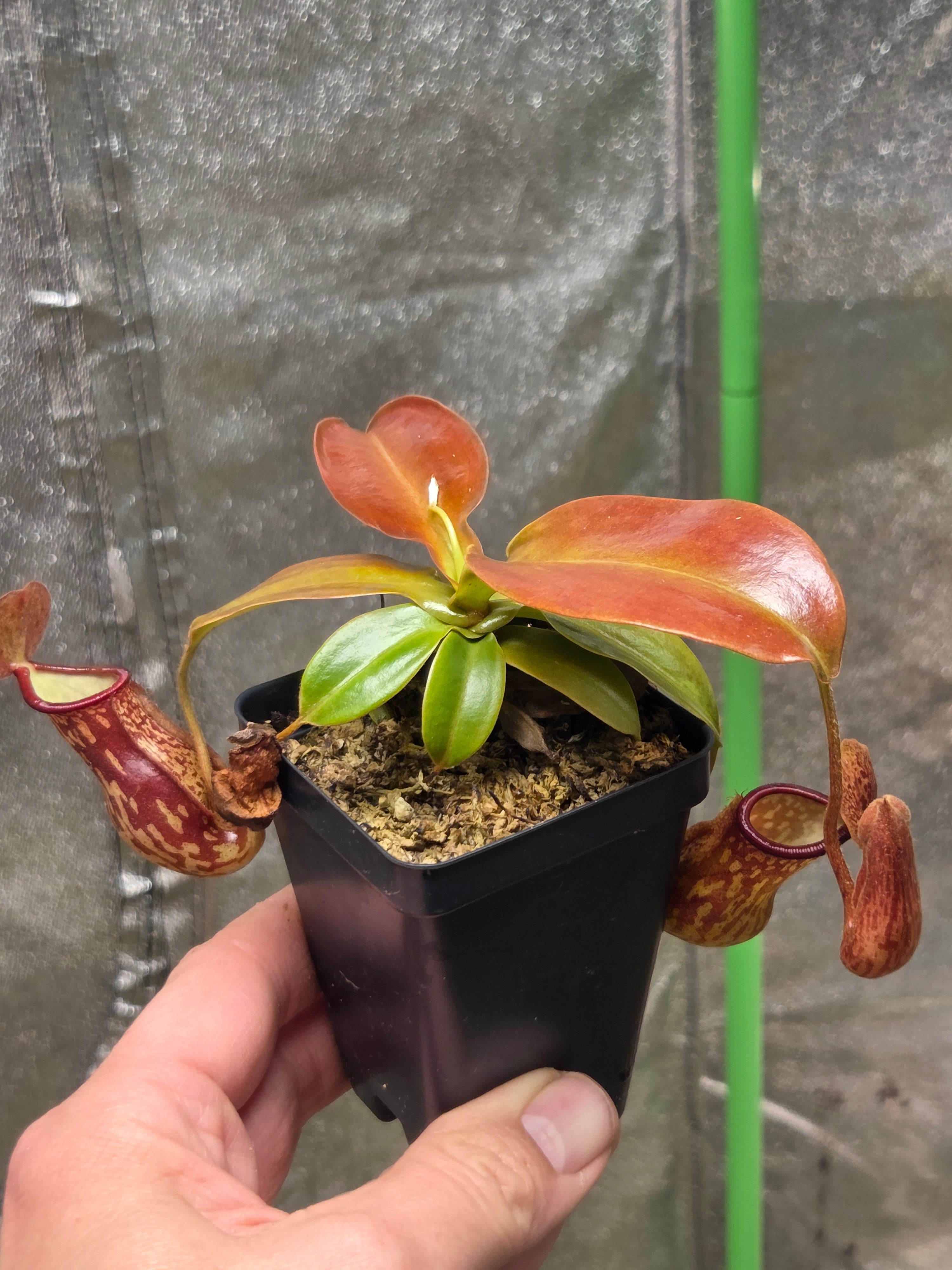 Nepenthes x 'St Gaya' – Plantz n'at