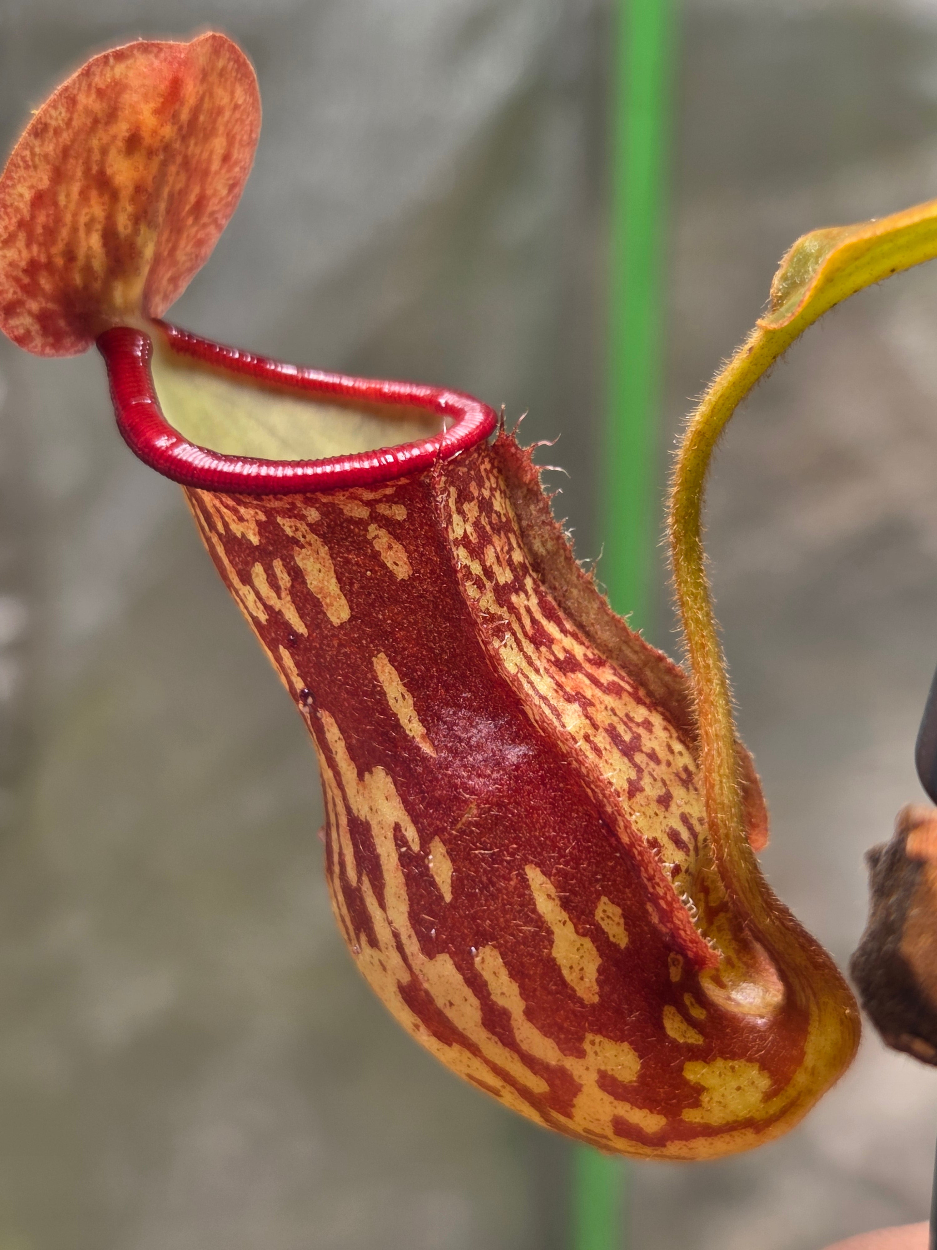 Nepenthes x 'St Gaya' – Plantz n'at